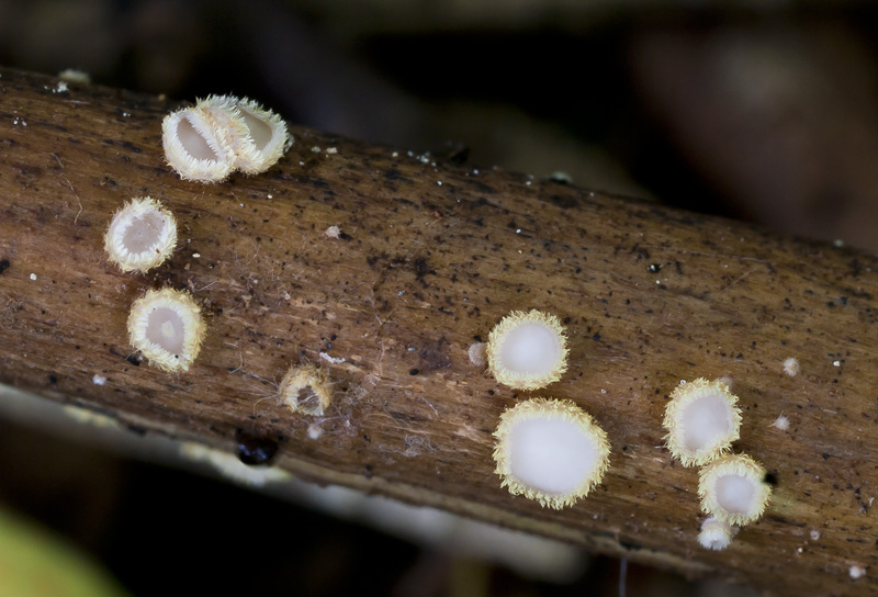 Trichopeziza sulphureopilosa